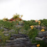 Fallen-tree_09