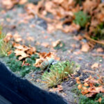 Fallen-tree_10