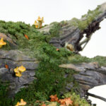 Fallen-tree_11