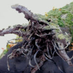 Fallen-tree_12