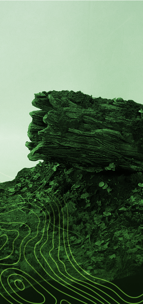 Project: Fallen Tree
